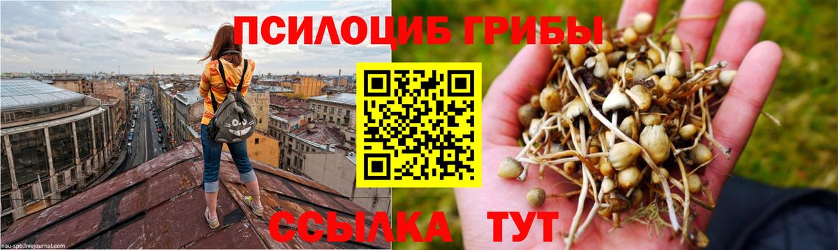 Галлюциногенные грибы Cubensis  Вход с VPN  Карабулак 
